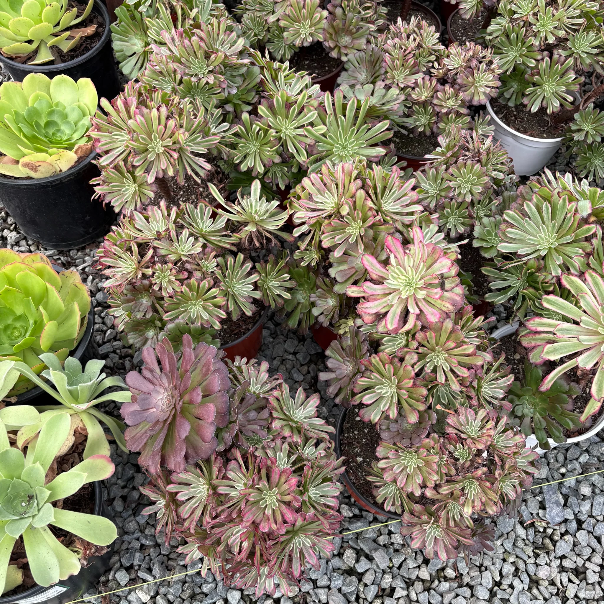 Mardi Gras Aeonium - Image 2