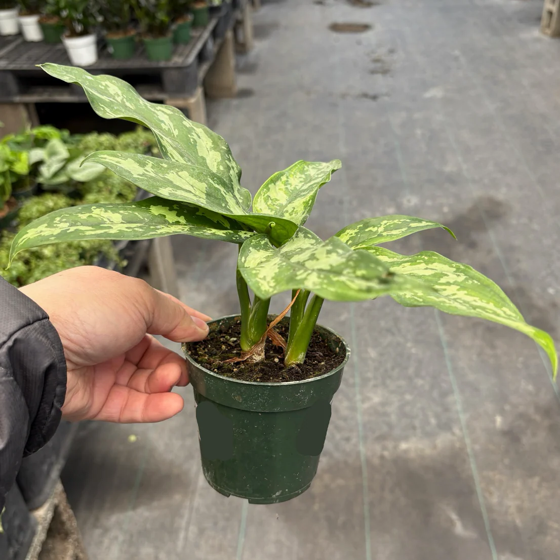 Maria Chinese Evergreen - Image 2