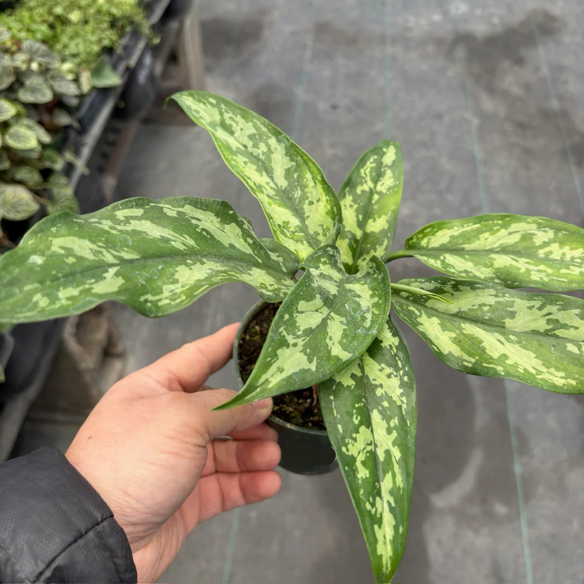 Maria Chinese Evergreen - Image 3