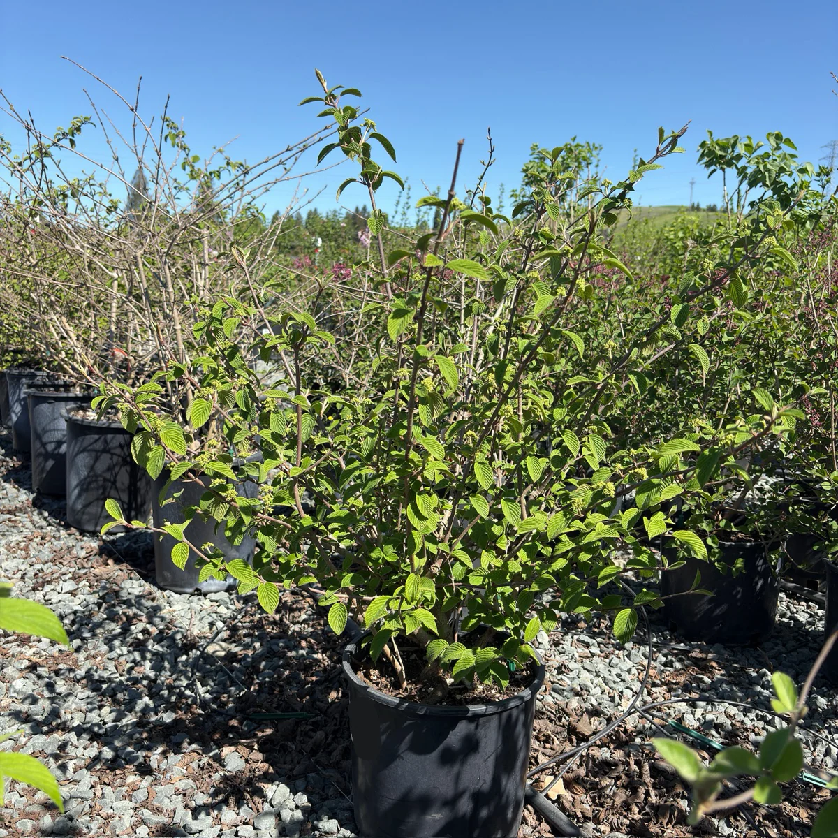 Marie’s Doublefile Viburnum