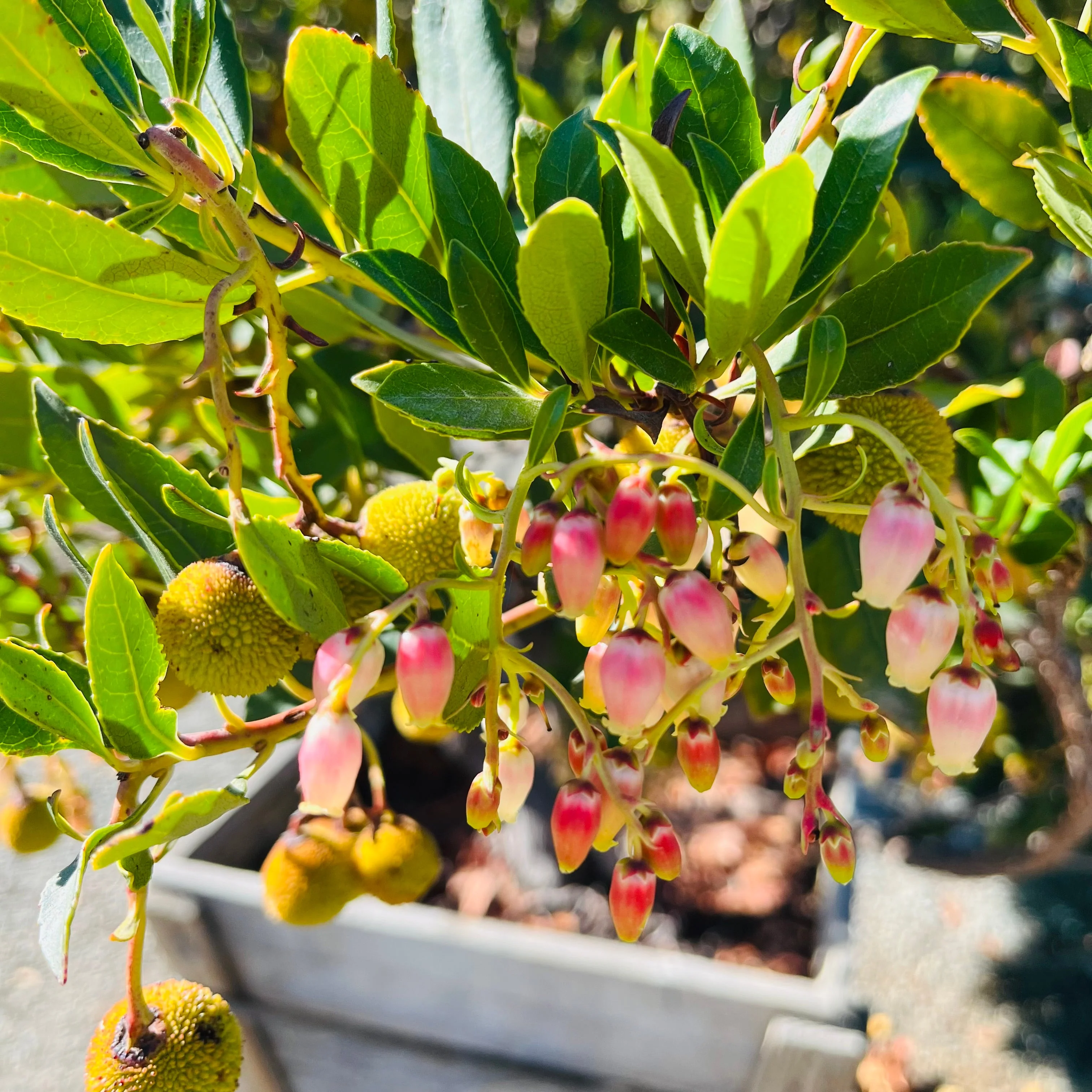Marina Strawberry Tree - Image 2
