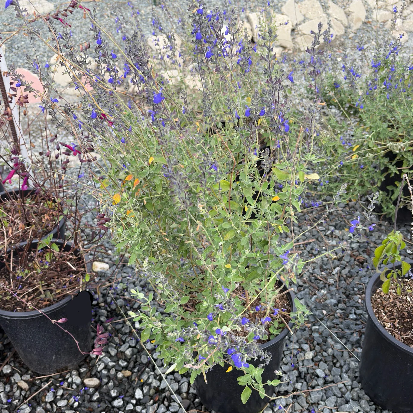 Marine Blue Germander Sage - Image 1