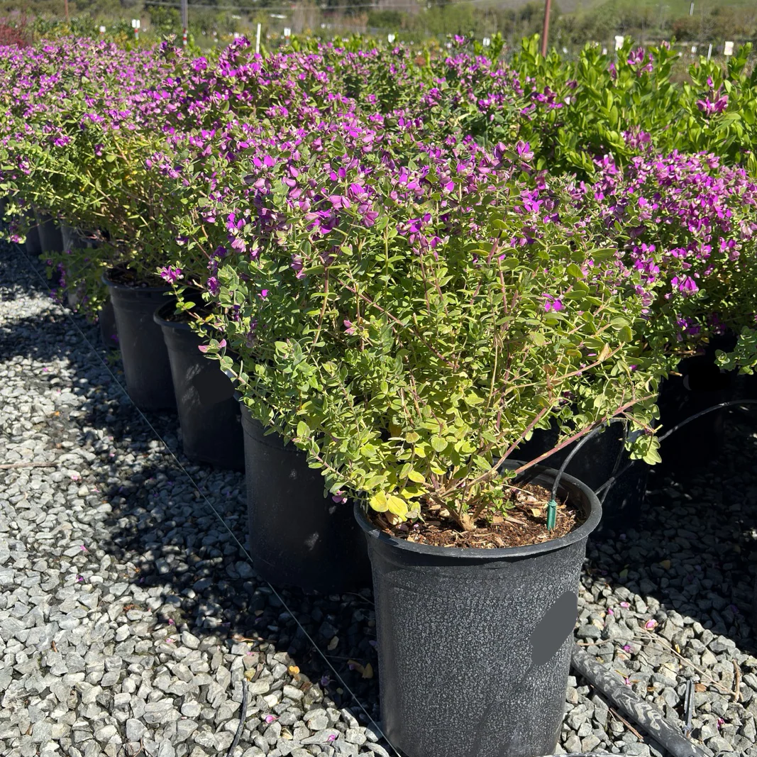 Mariposa Sweet Pea Shrub - Image 2