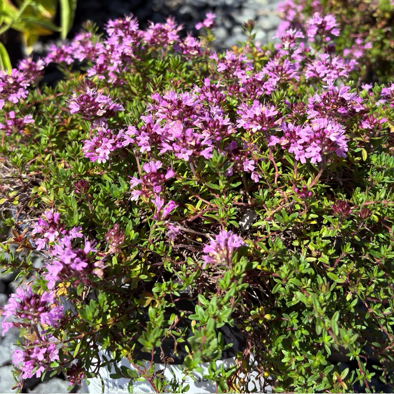 Mauve Creeping Thyme - Image 1