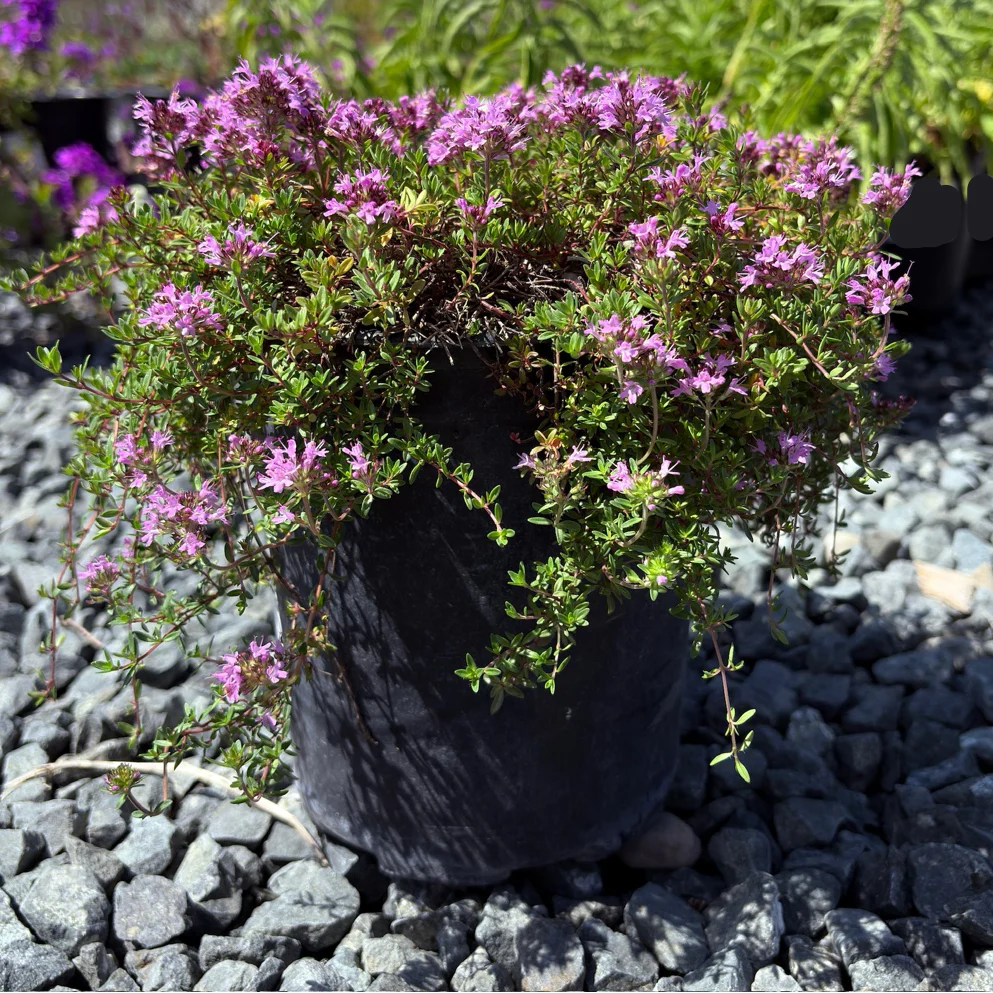 Mauve Creeping Thyme - Image 2