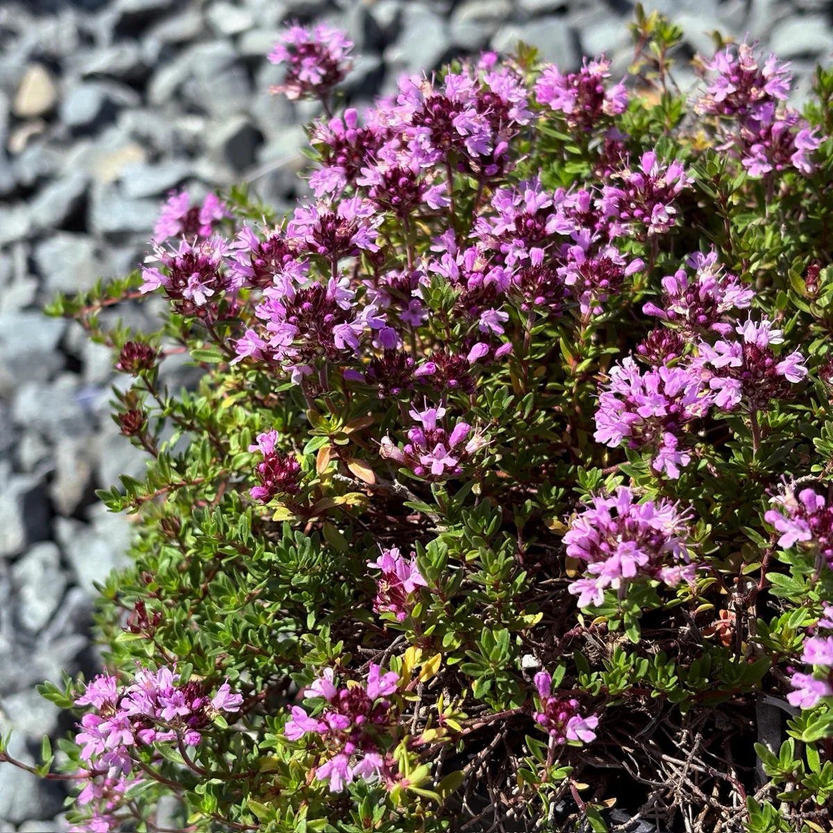 Mauve Creeping Thyme - Image 3
