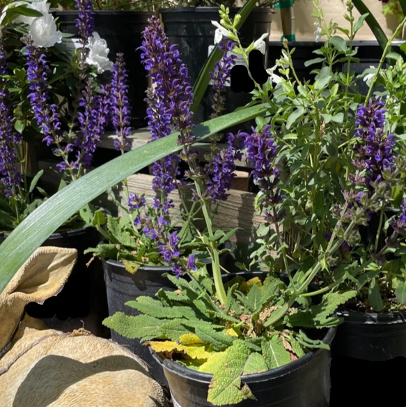 May Night Wood Sage - Image 2