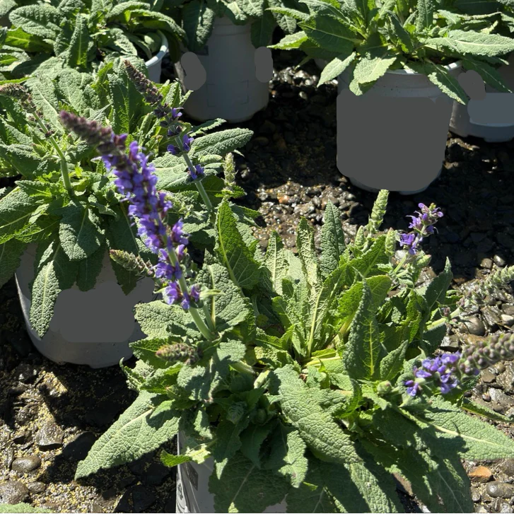 May Night Wood Sage - Image 3