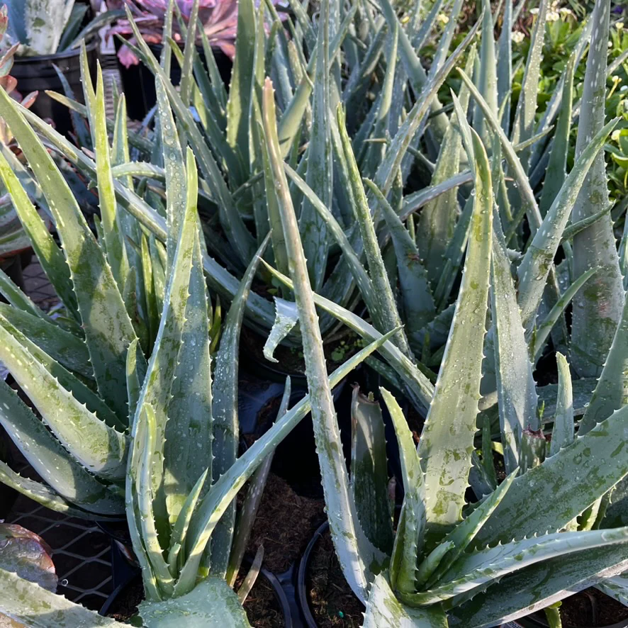 Medicinal Aloe - Image 1