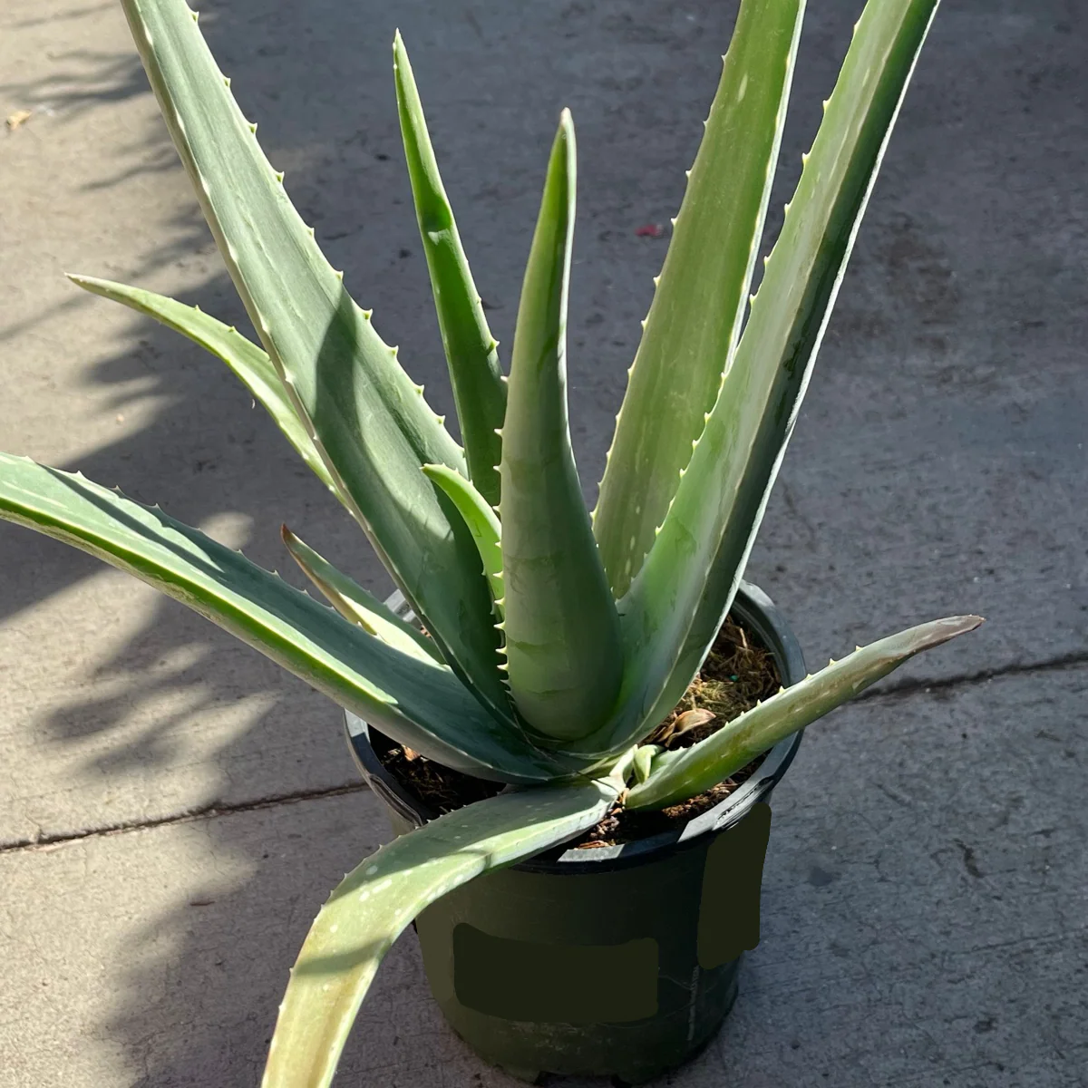 Medicinal Aloe - Image 2