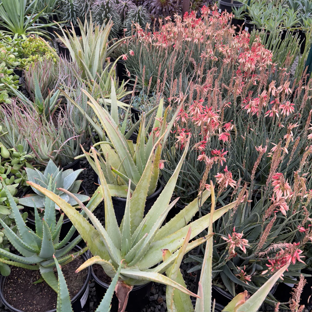 Medicinal Aloe - Image 3