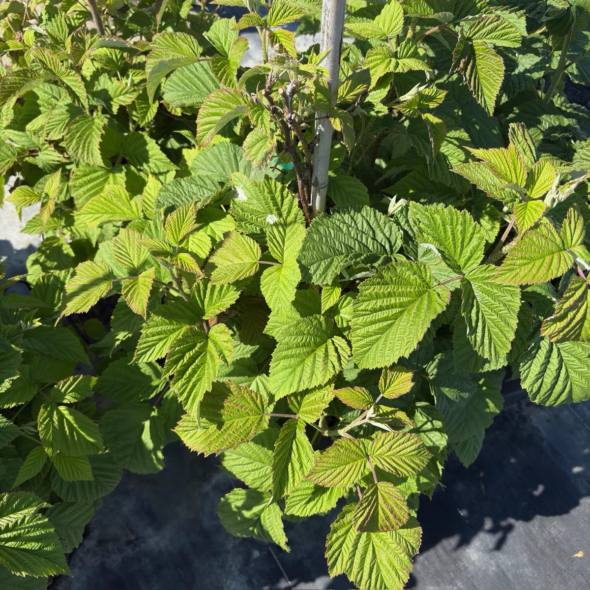 Meeker Red Raspberry - Image 1