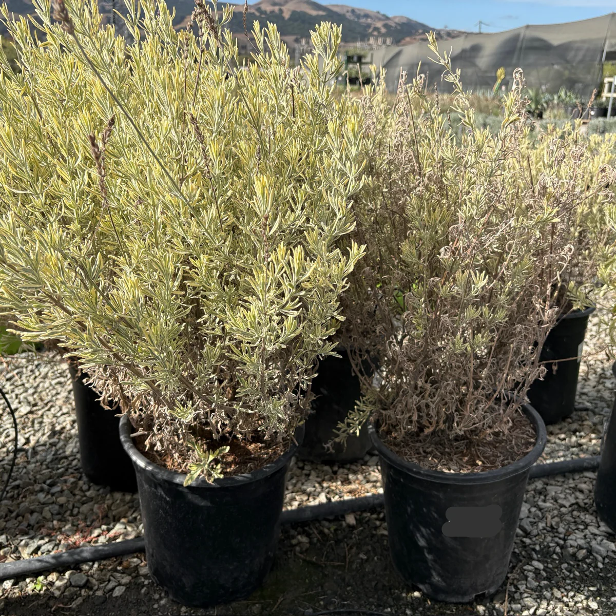 Meerlo Lavender - Image 1