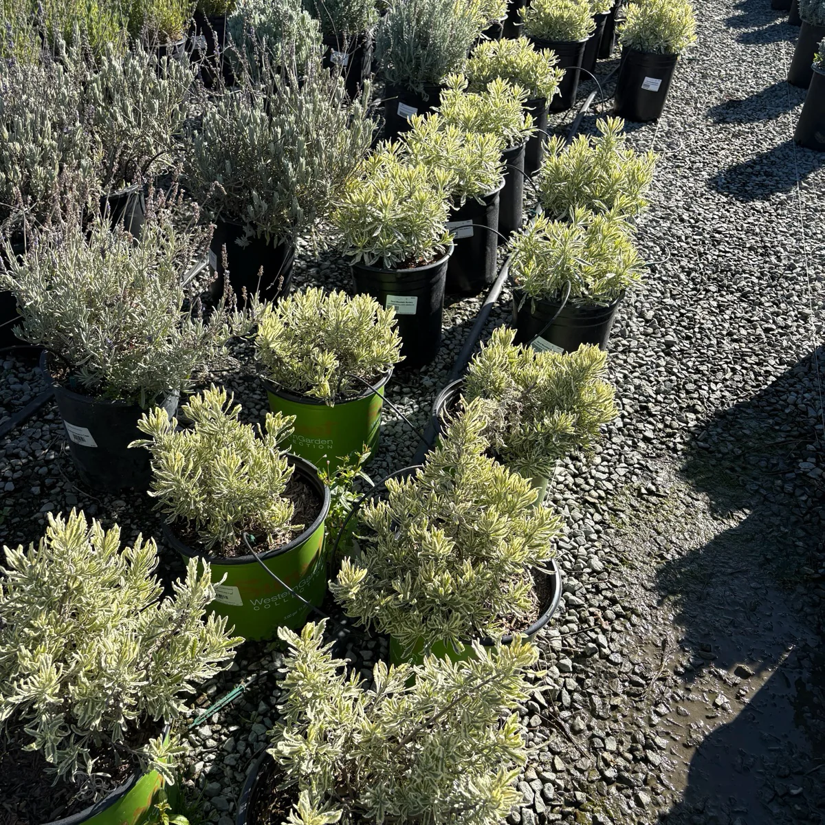 Meerlo Lavender - Image 2