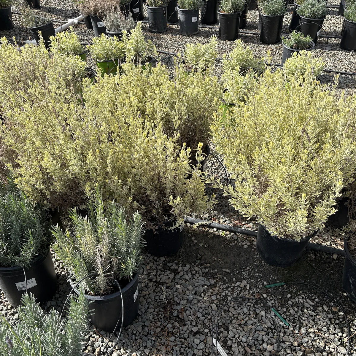 Meerlo Lavender - Image 3