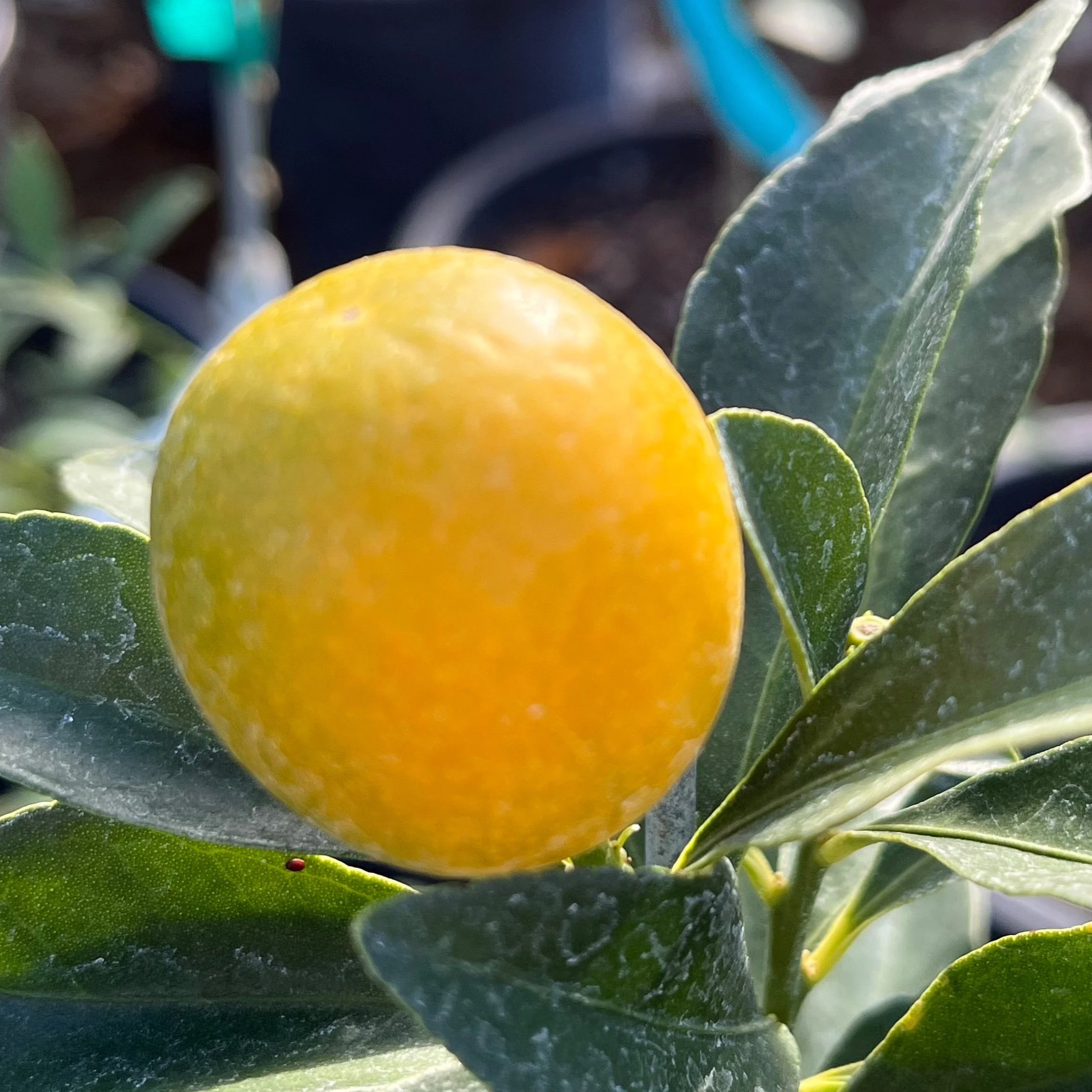Meiwa Kumquat