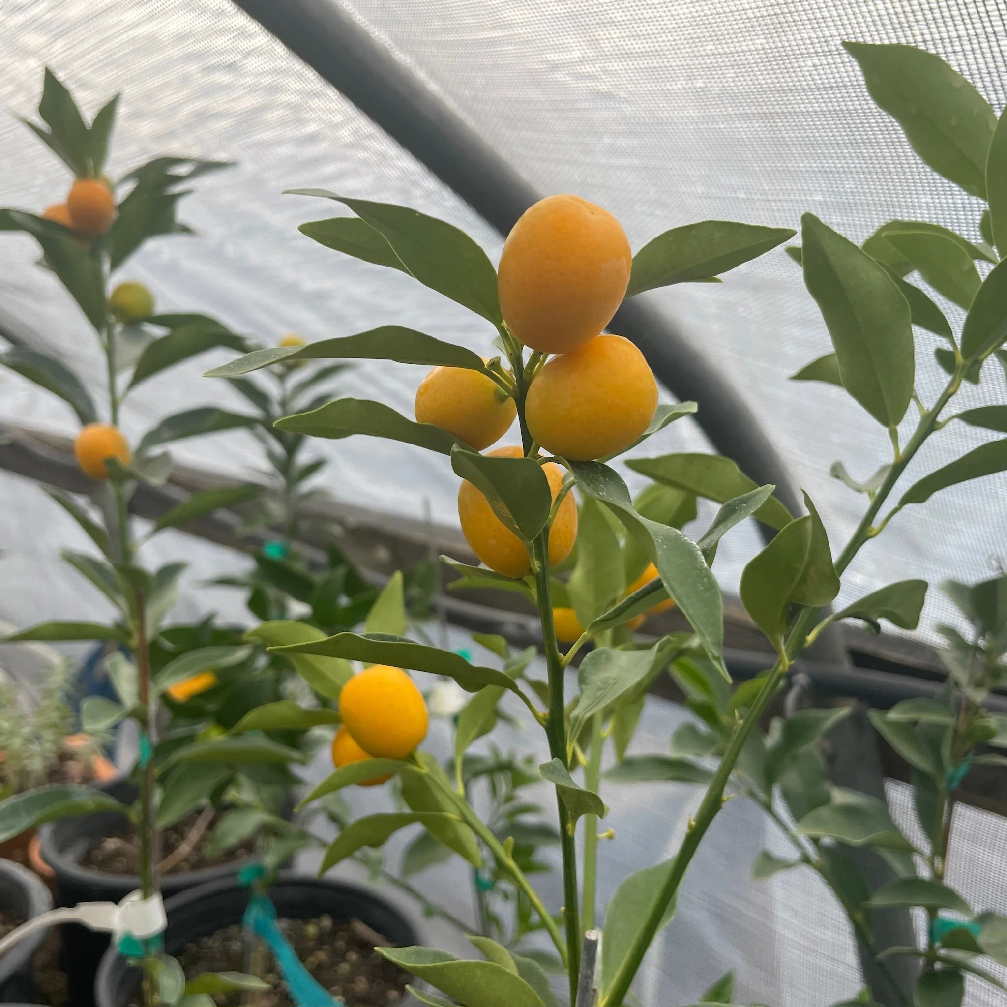 Meiwa Kumquat - Image 2