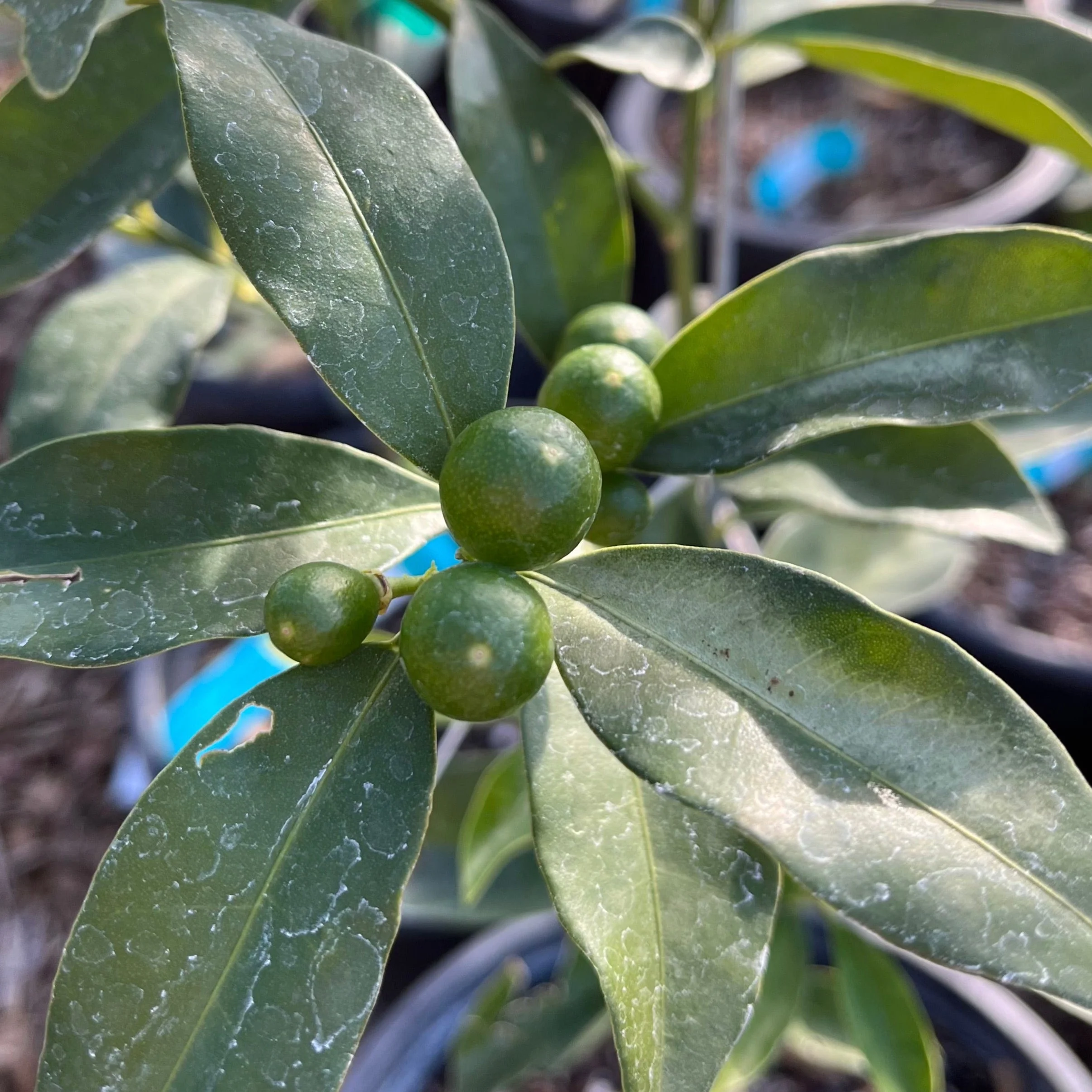 Meiwa Kumquat - Image 3