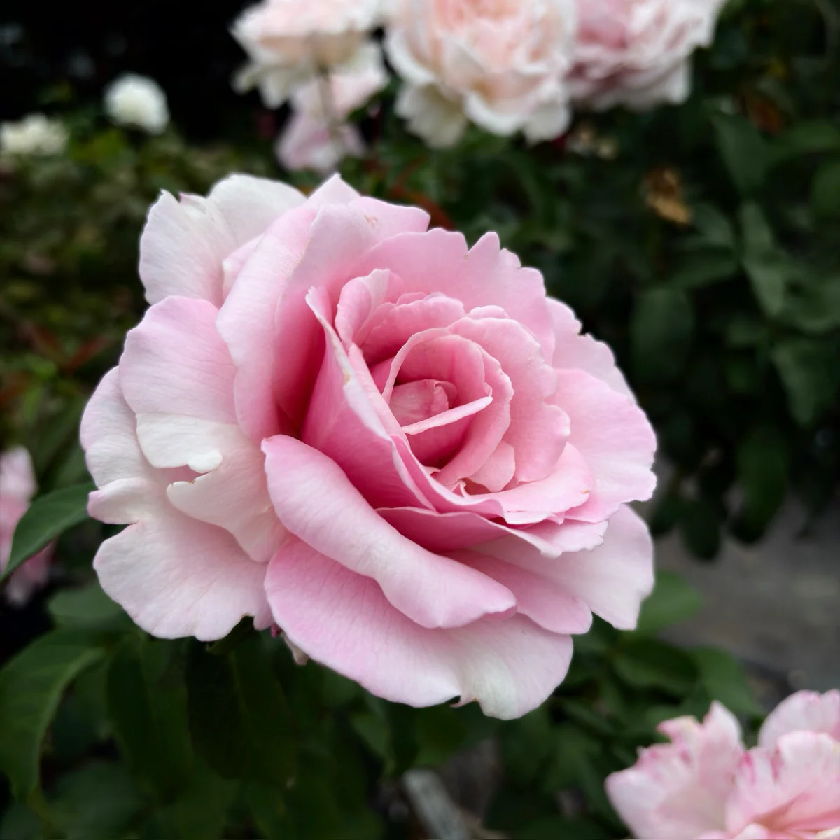 Memorial Day Hybrid Tea Rose