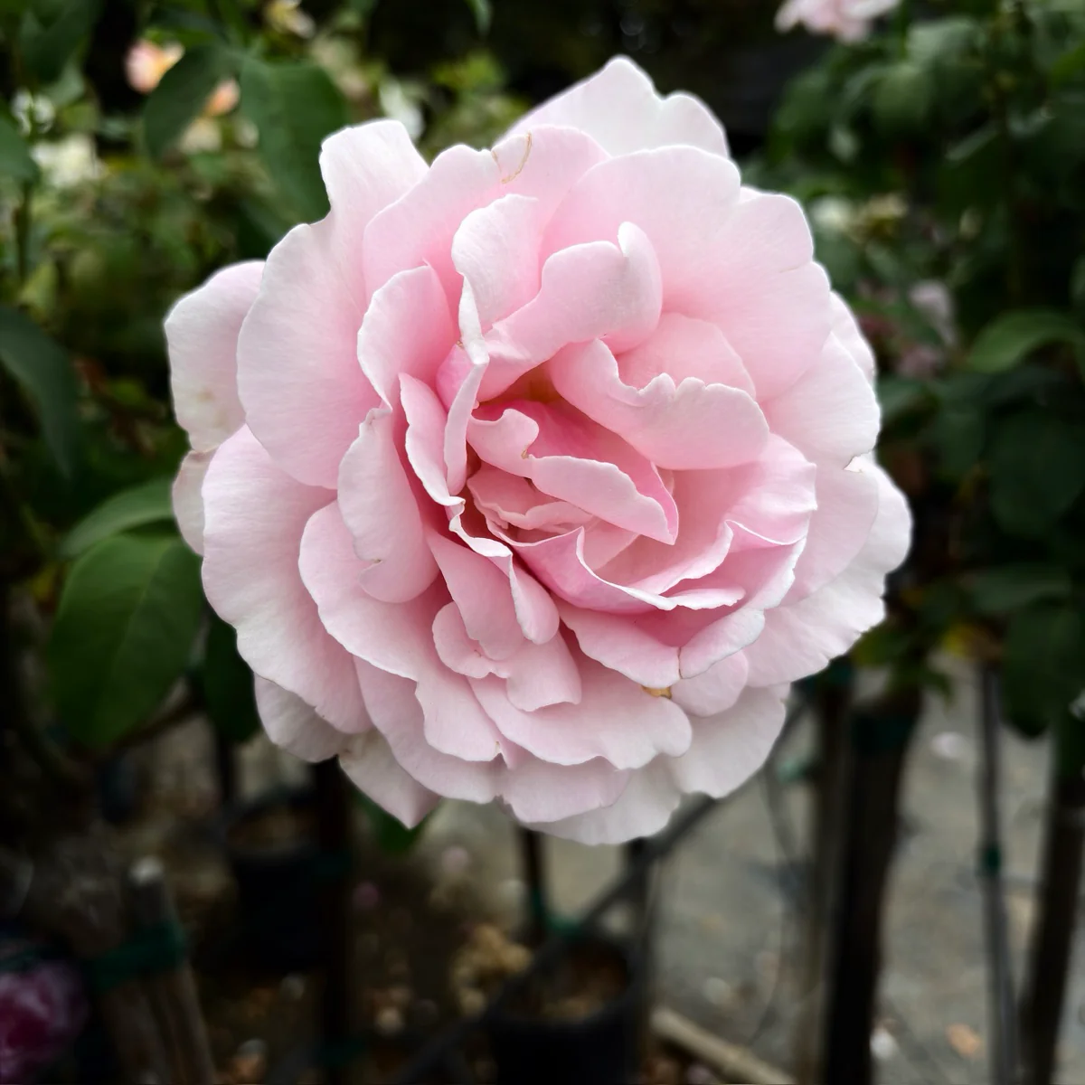 Memorial Day Hybrid Tea Rose - Image 2