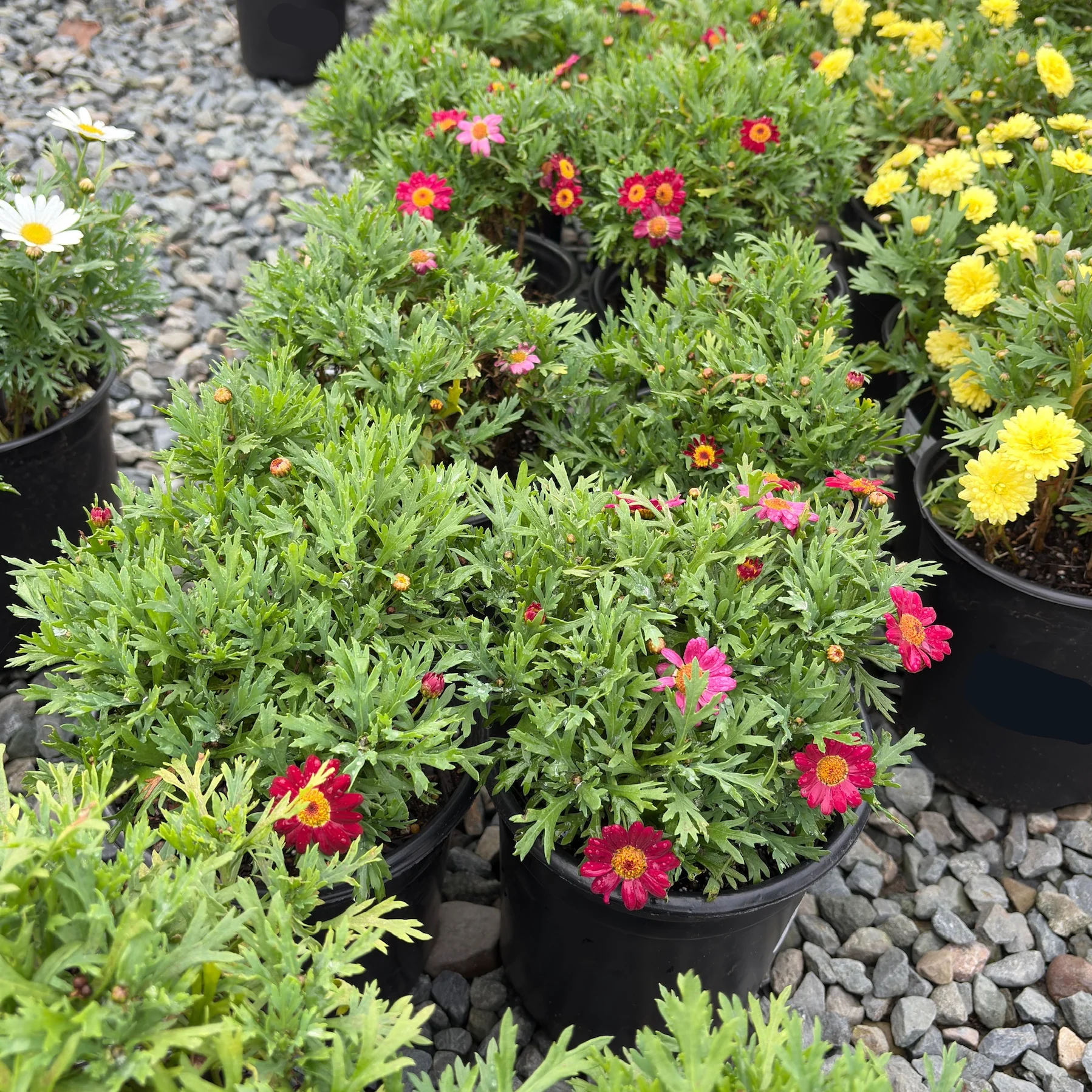 Meteor Red Marguerite Daisy - Image 2