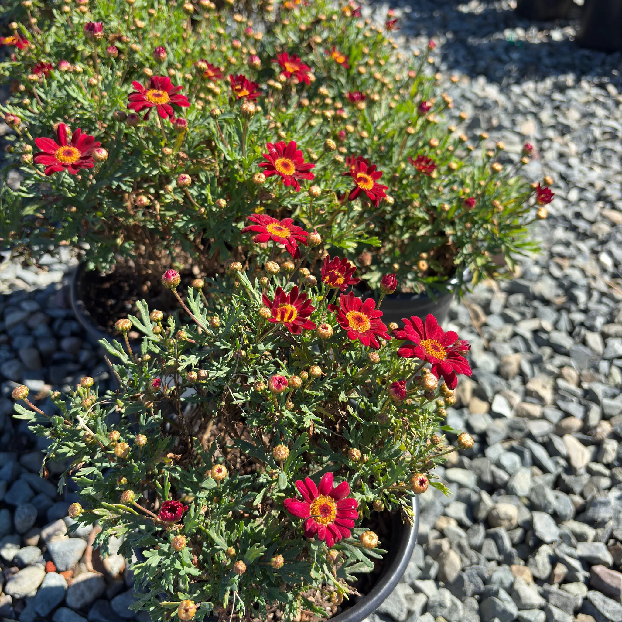 Meteor Red Marguerite Daisy - Image 3