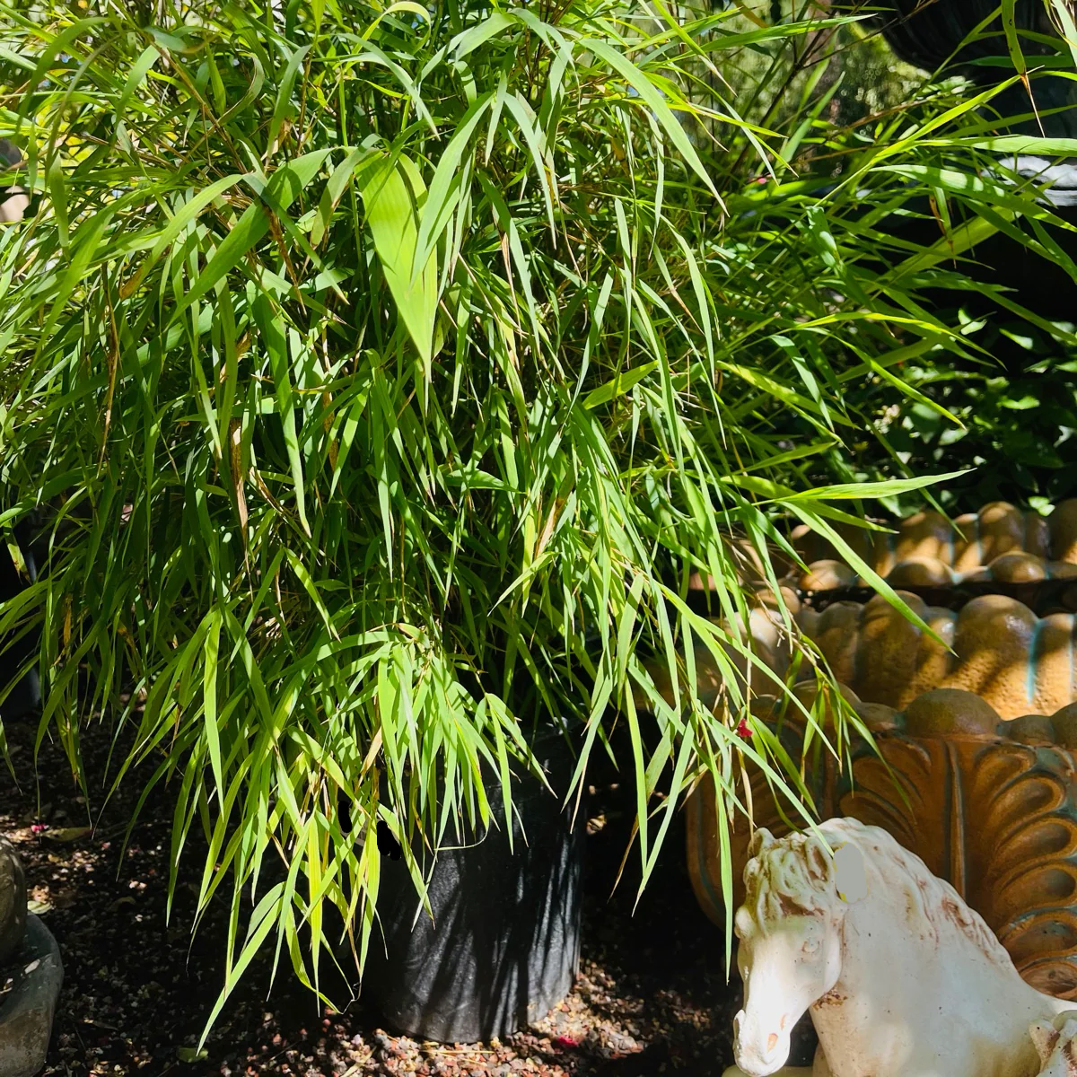 Mexican Bamboo - Image 2