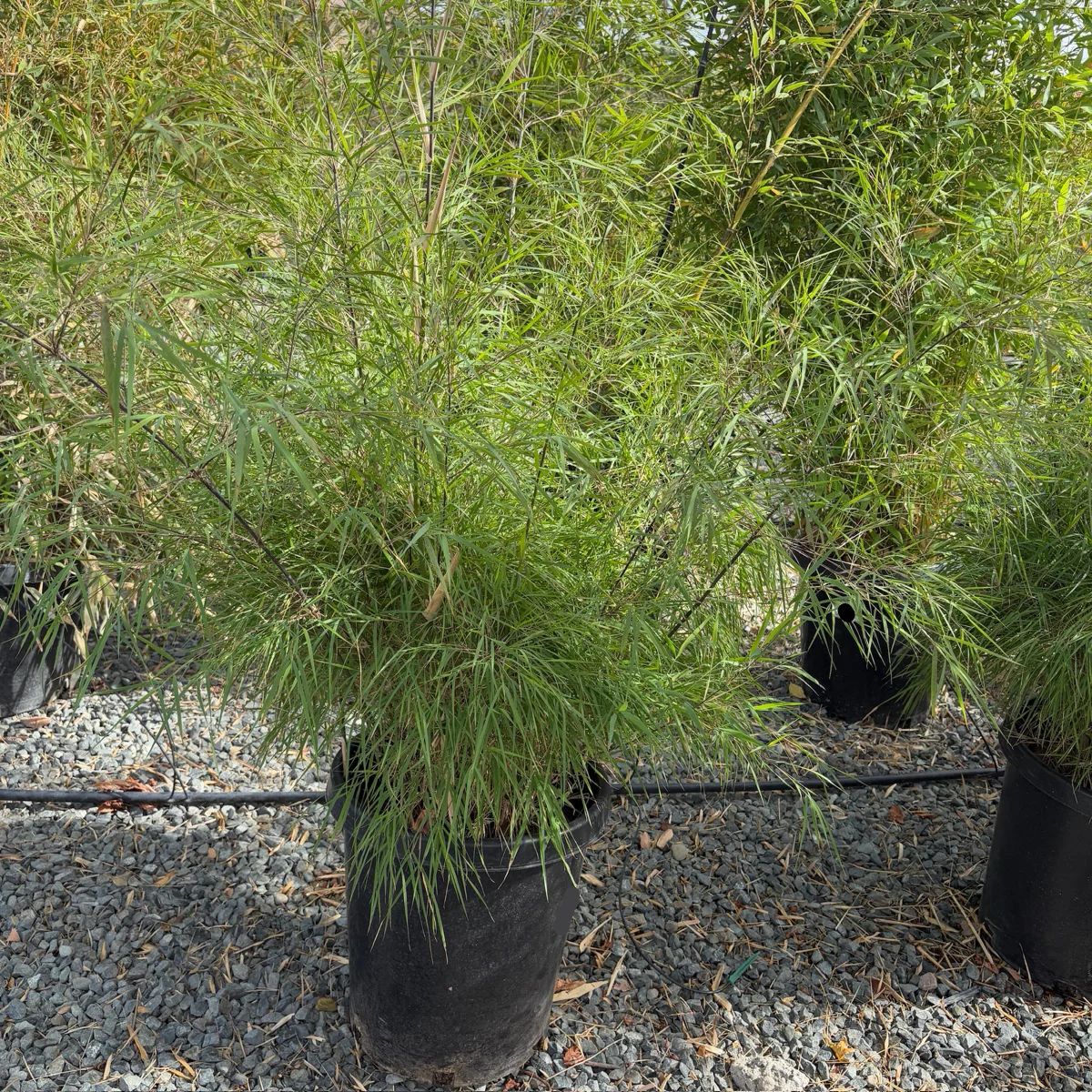 Mexican Bamboo - Image 1