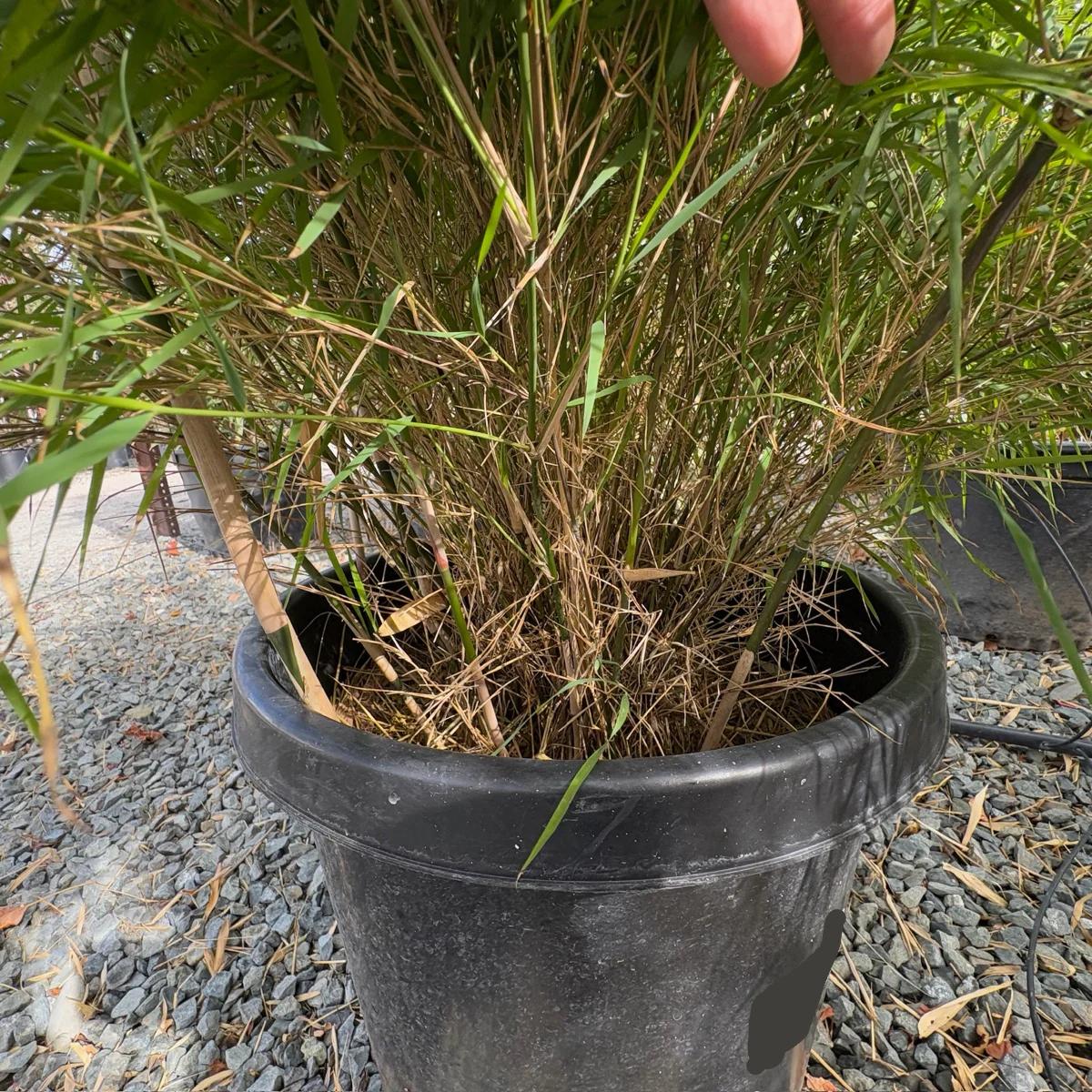 Mexican Bamboo - Image 3