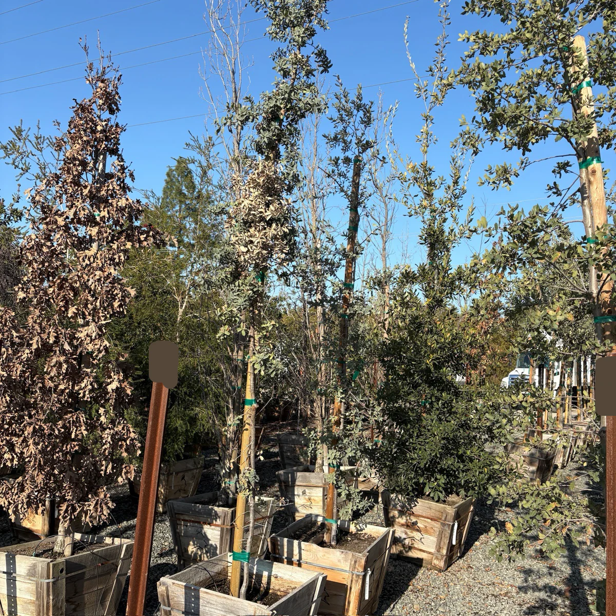 Mexican Blue Oak - Image 1
