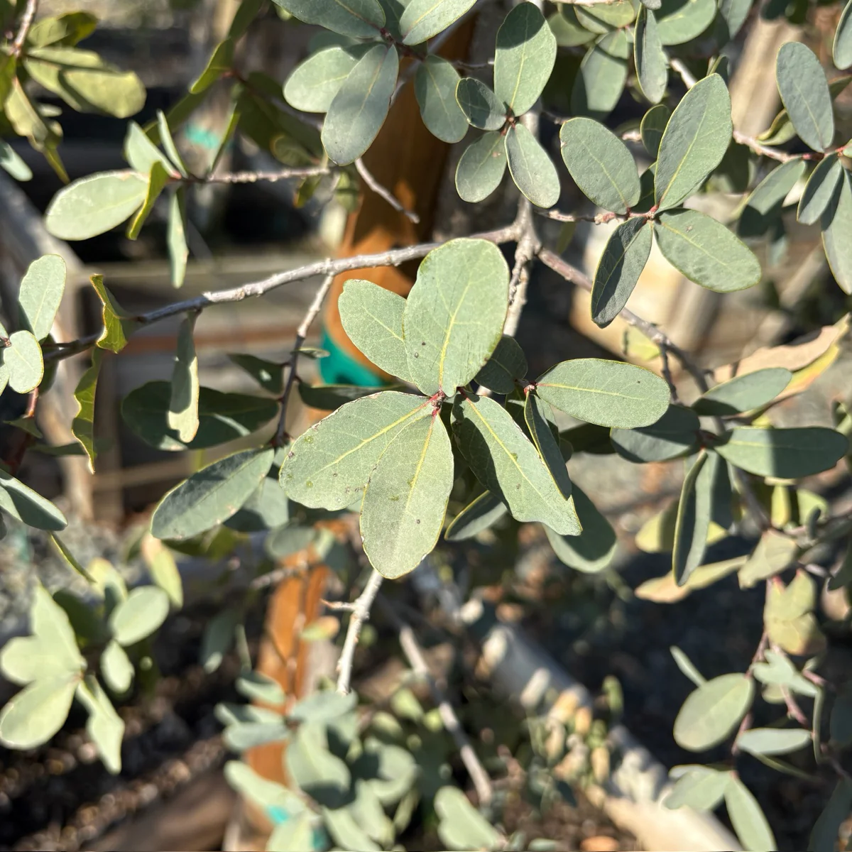 Mexican Blue Oak - Image 2