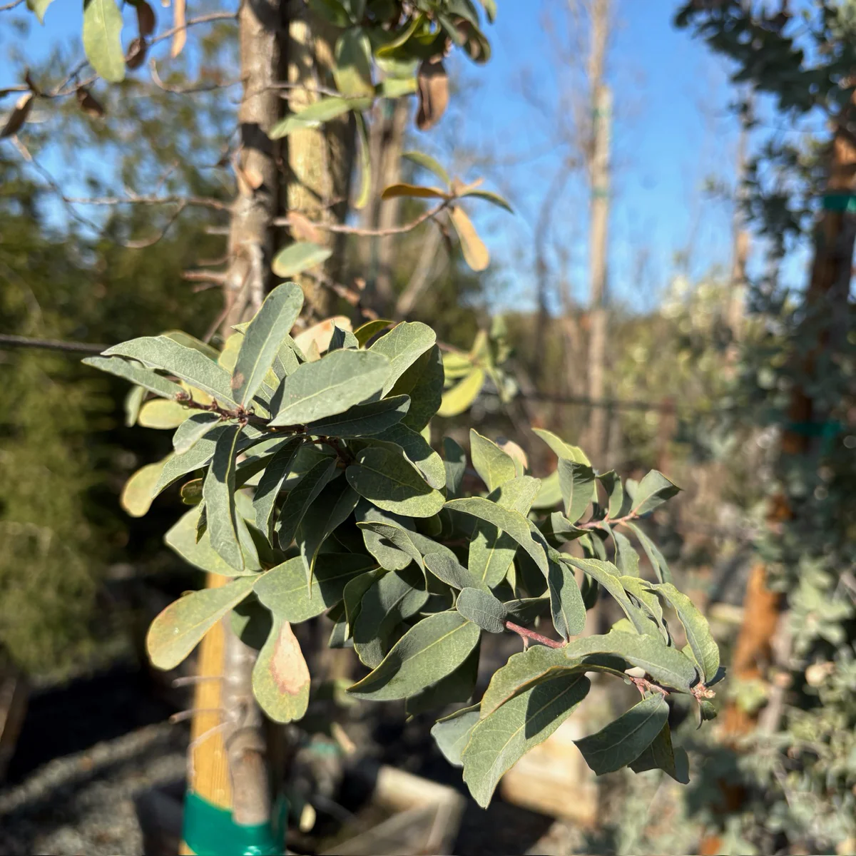 Mexican Blue Oak - Image 3