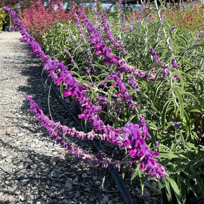 Mexican Bush Sage - Image 1