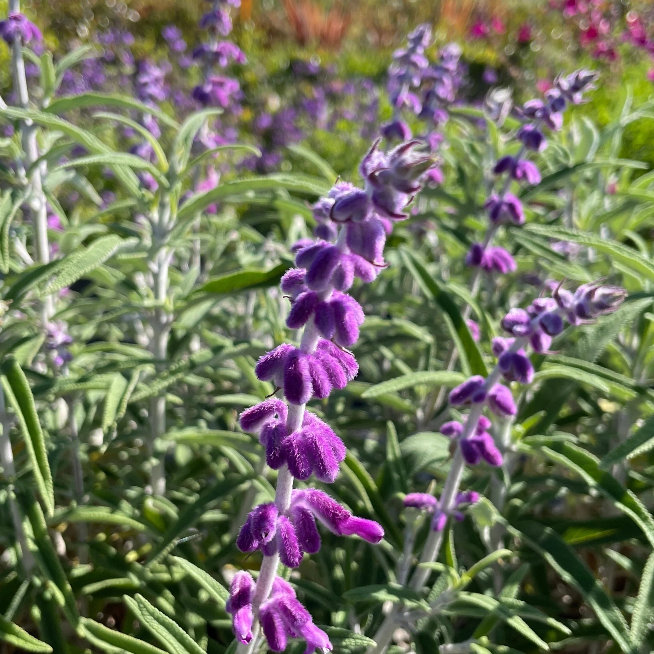 Mexican Bush Sage - Image 2
