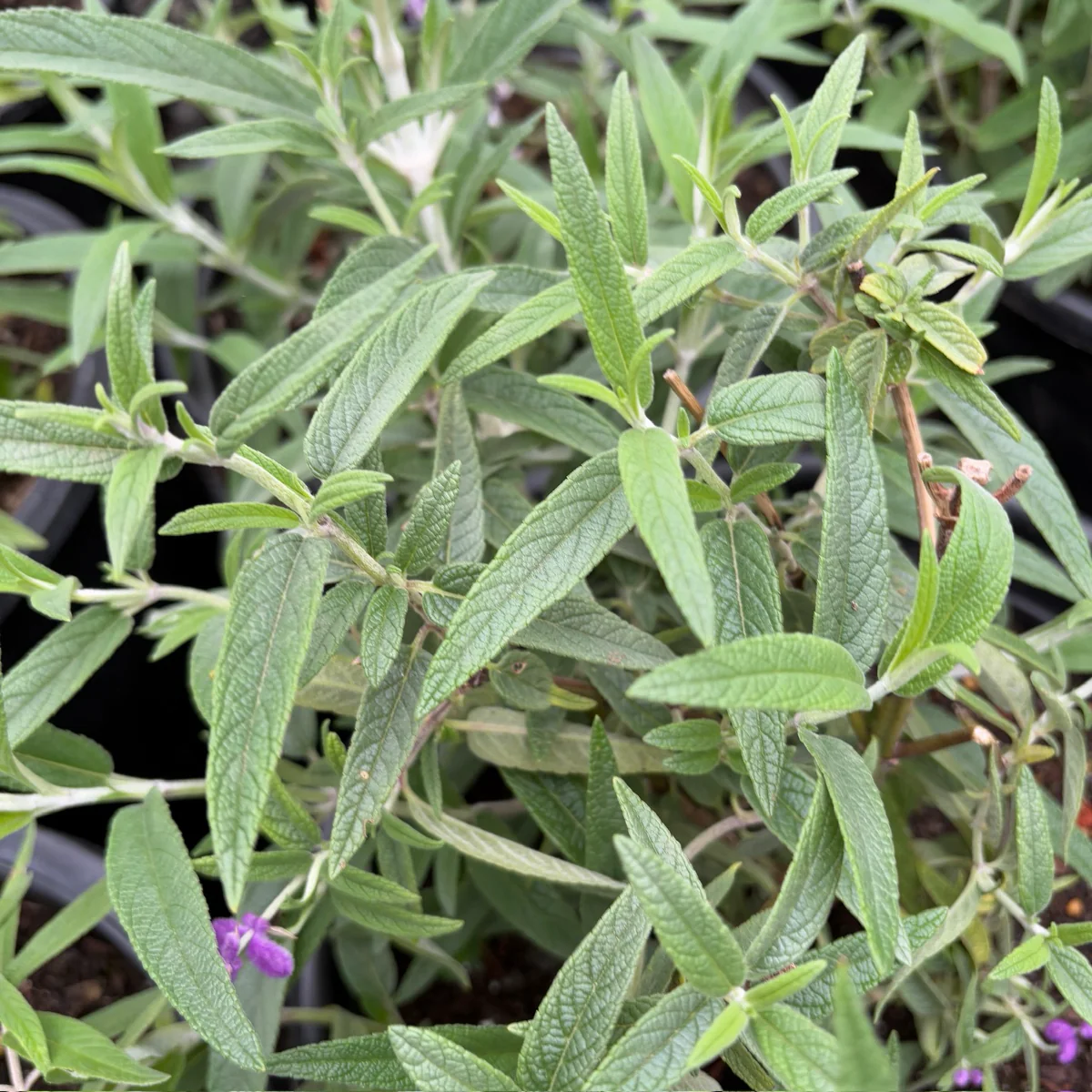 Mexican Bush Sage - Image 3