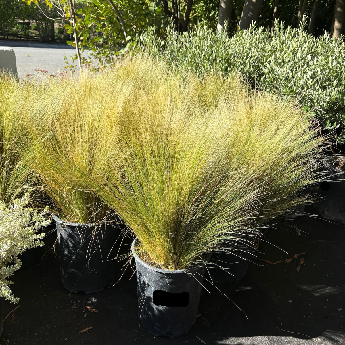 Mexican Feather Grass - Image 1
