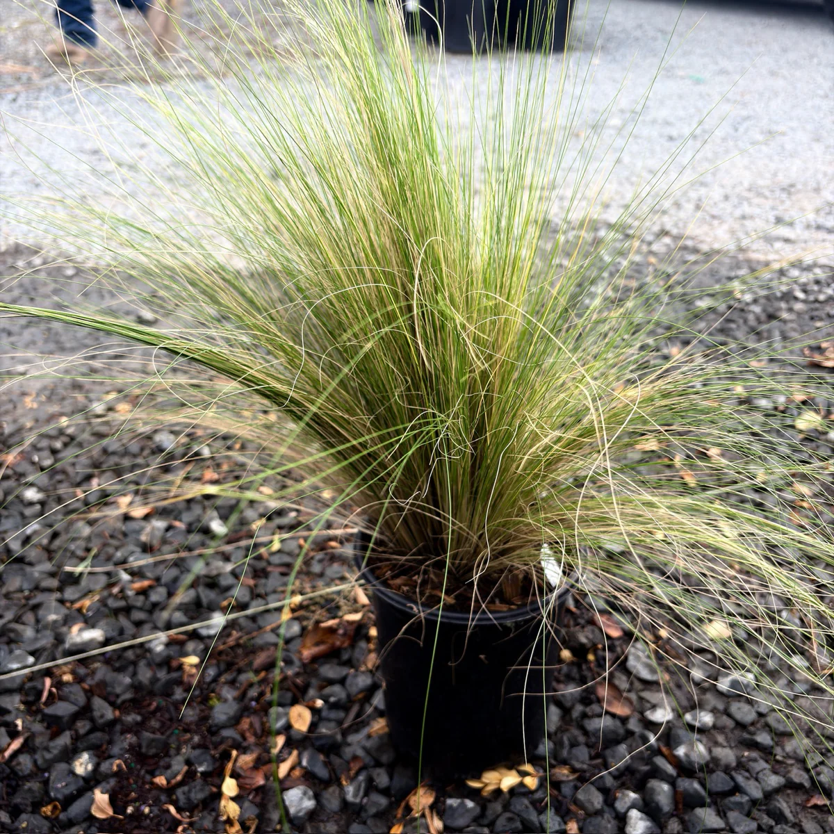 Mexican Feather Grass - Image 2