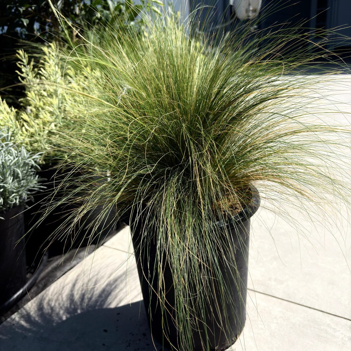 Mexican Feather Grass - Image 3