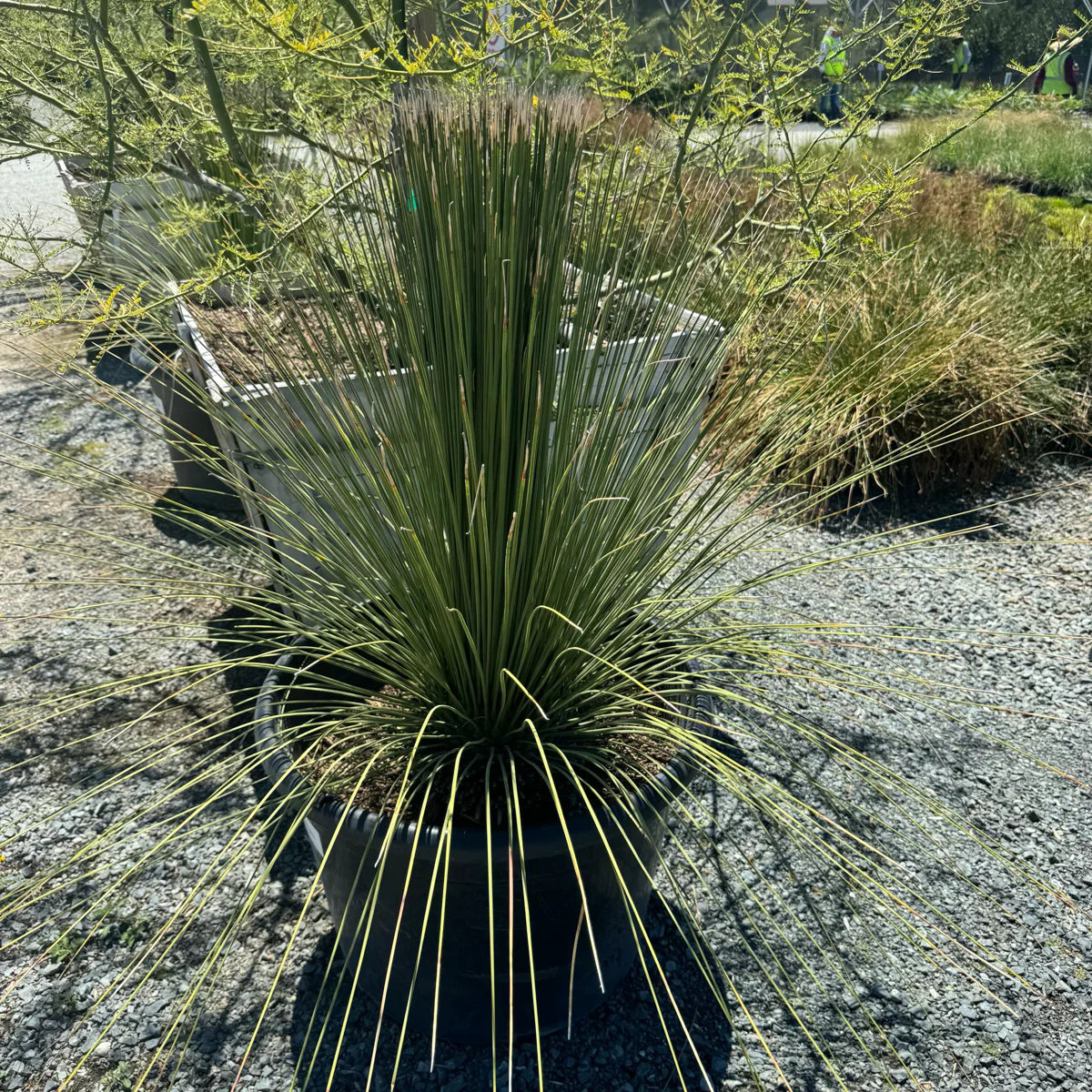 Mexican Grass Tree - Image 1