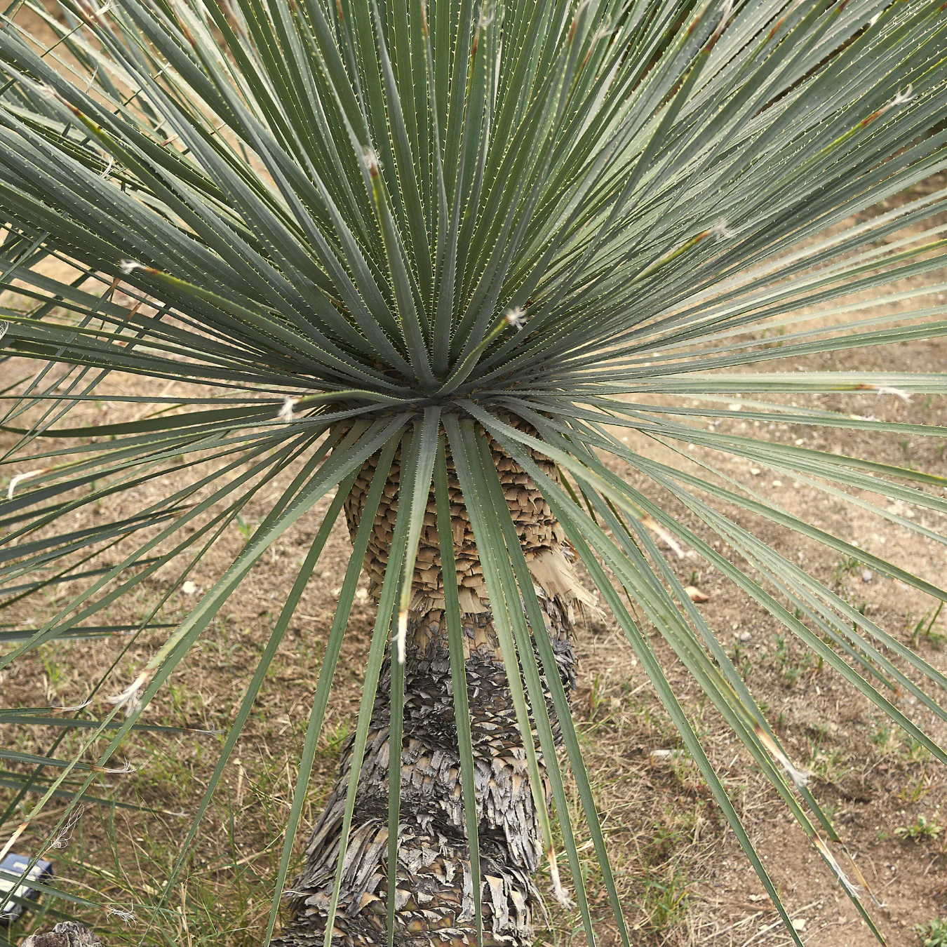 Mexican Grass Tree - Image 2
