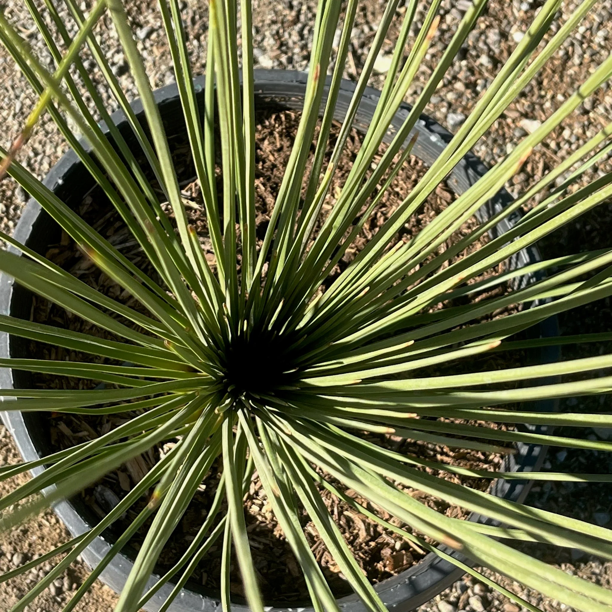 Mexican Grass Tree - Image 3