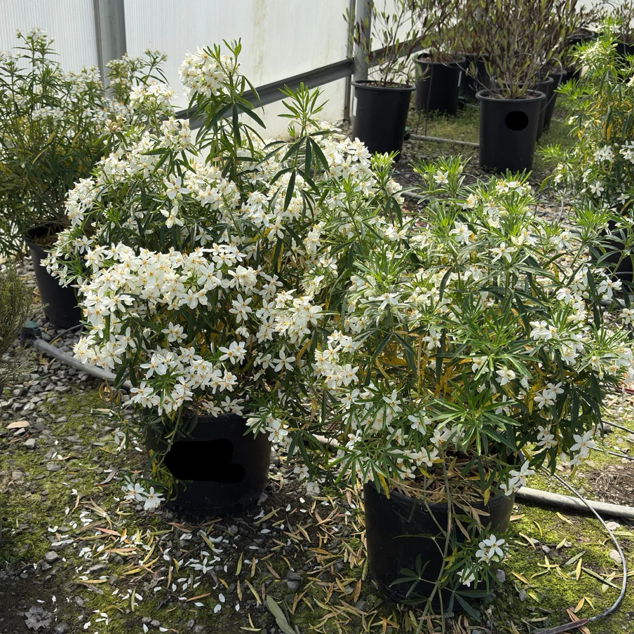 Mexican Orange Blossom - Image 1