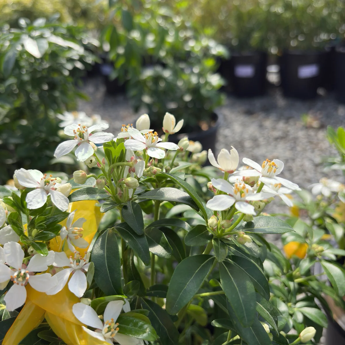 Mexican Orange Blossom - Image 3