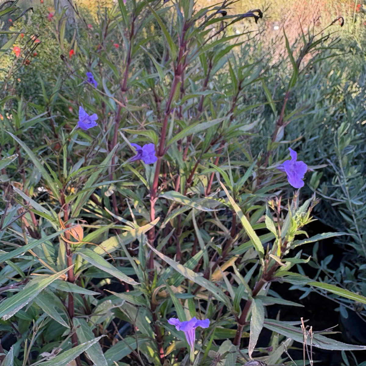 Mexican Petunia - Image 1