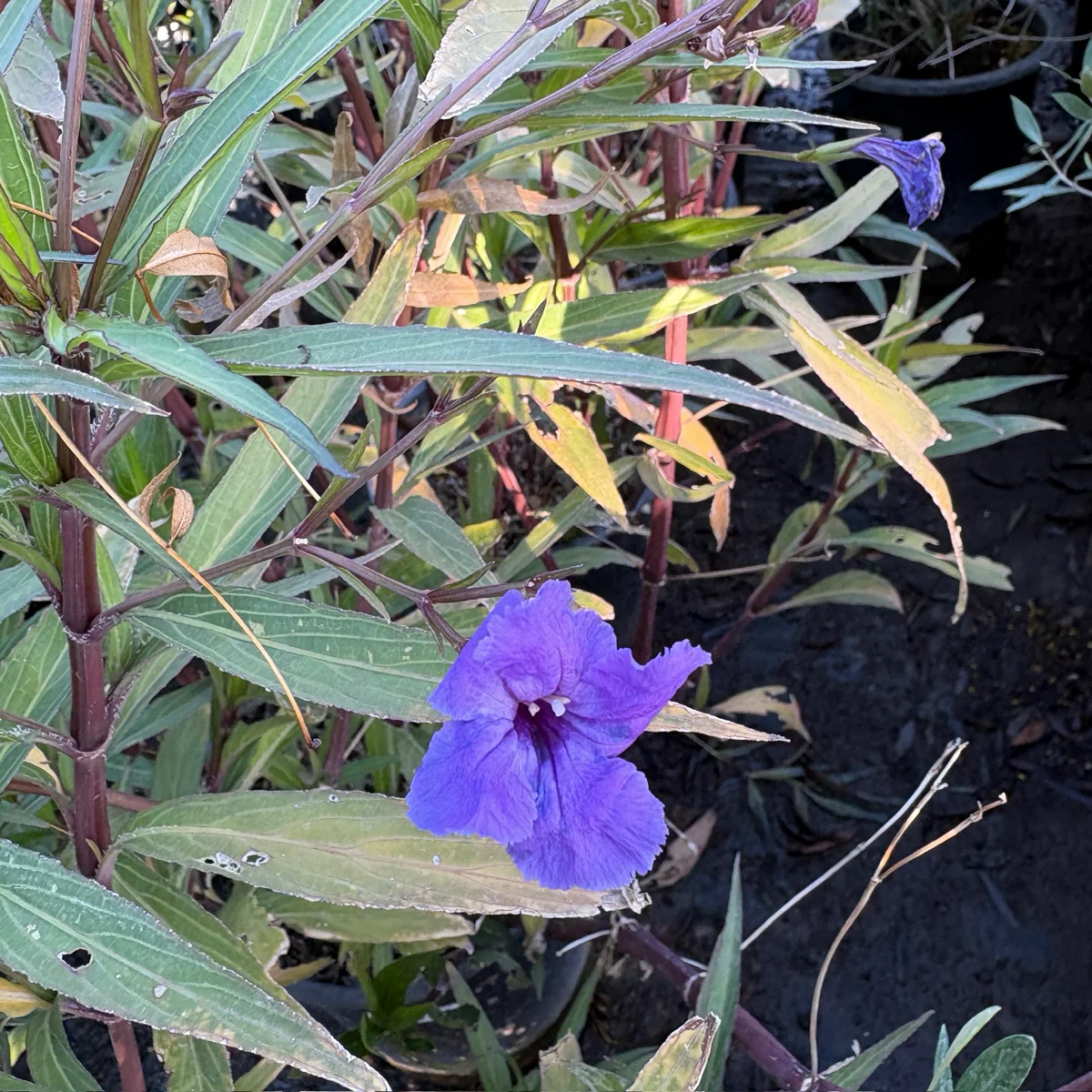 Mexican Petunia - Image 2