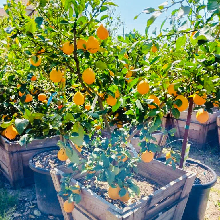 Meyer Lemon - Image 3