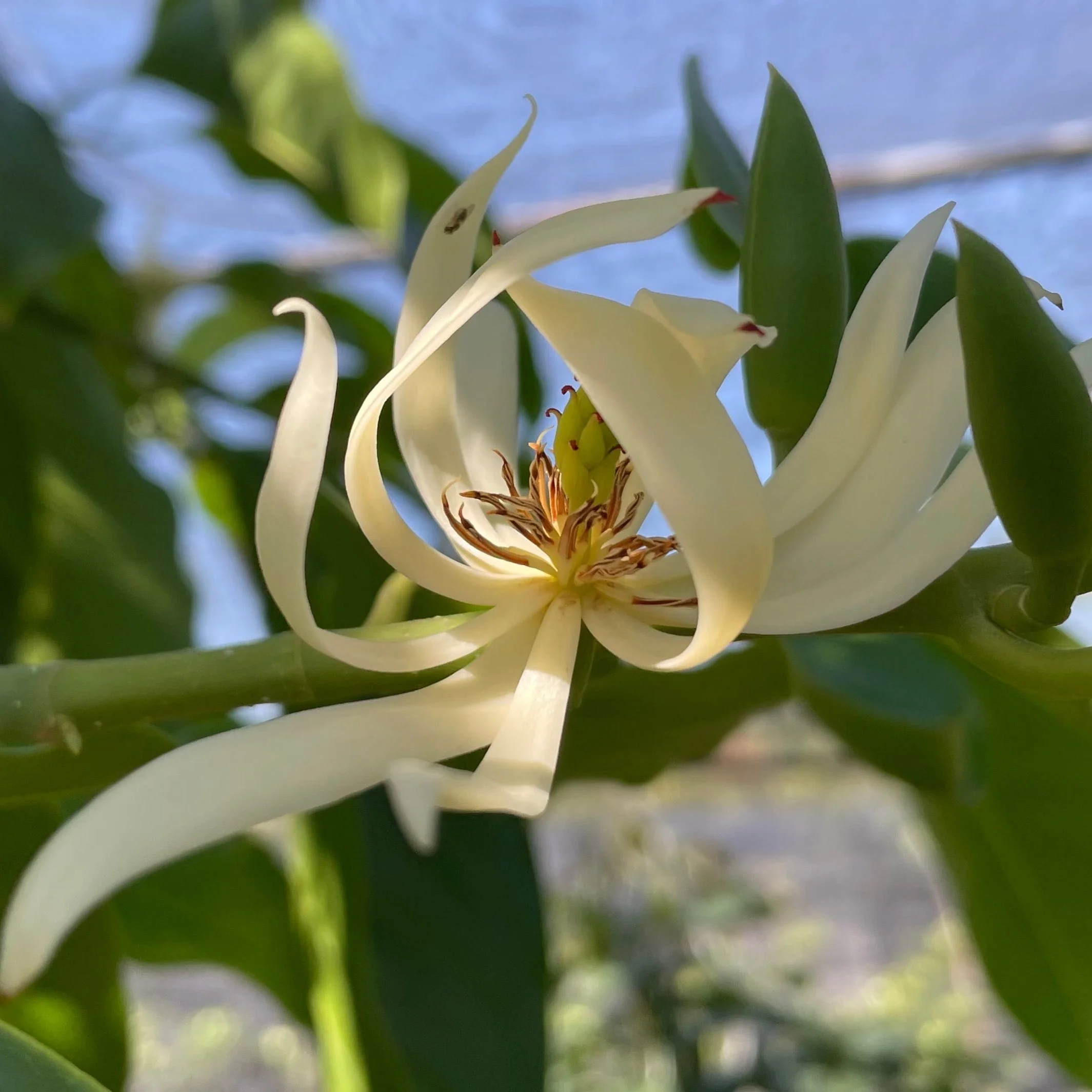 Michelia Alba Tree
