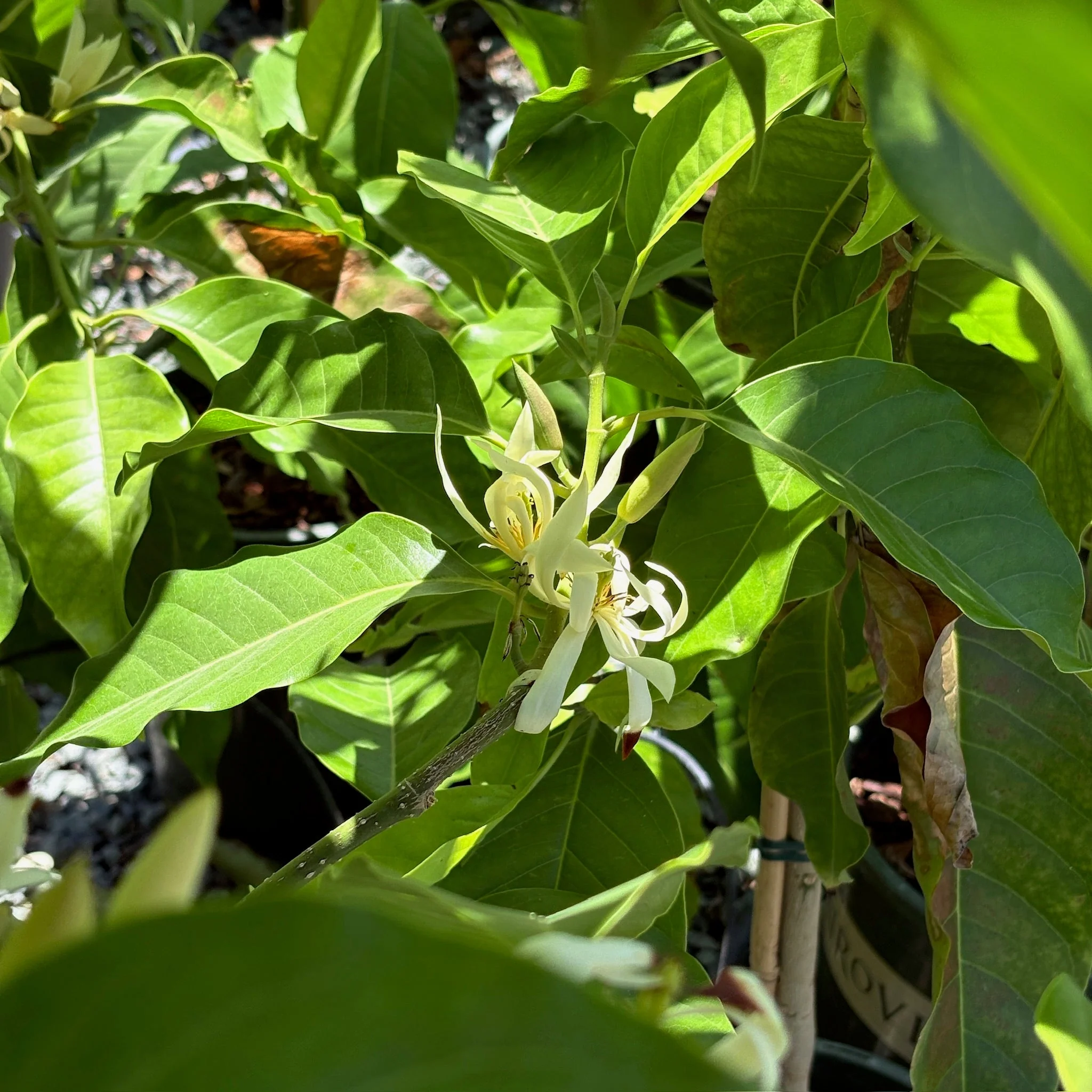 Michelia Alba Tree - Image 2