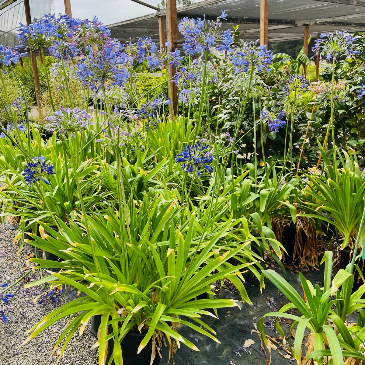 Midnight Lily of the Nile - Image 2