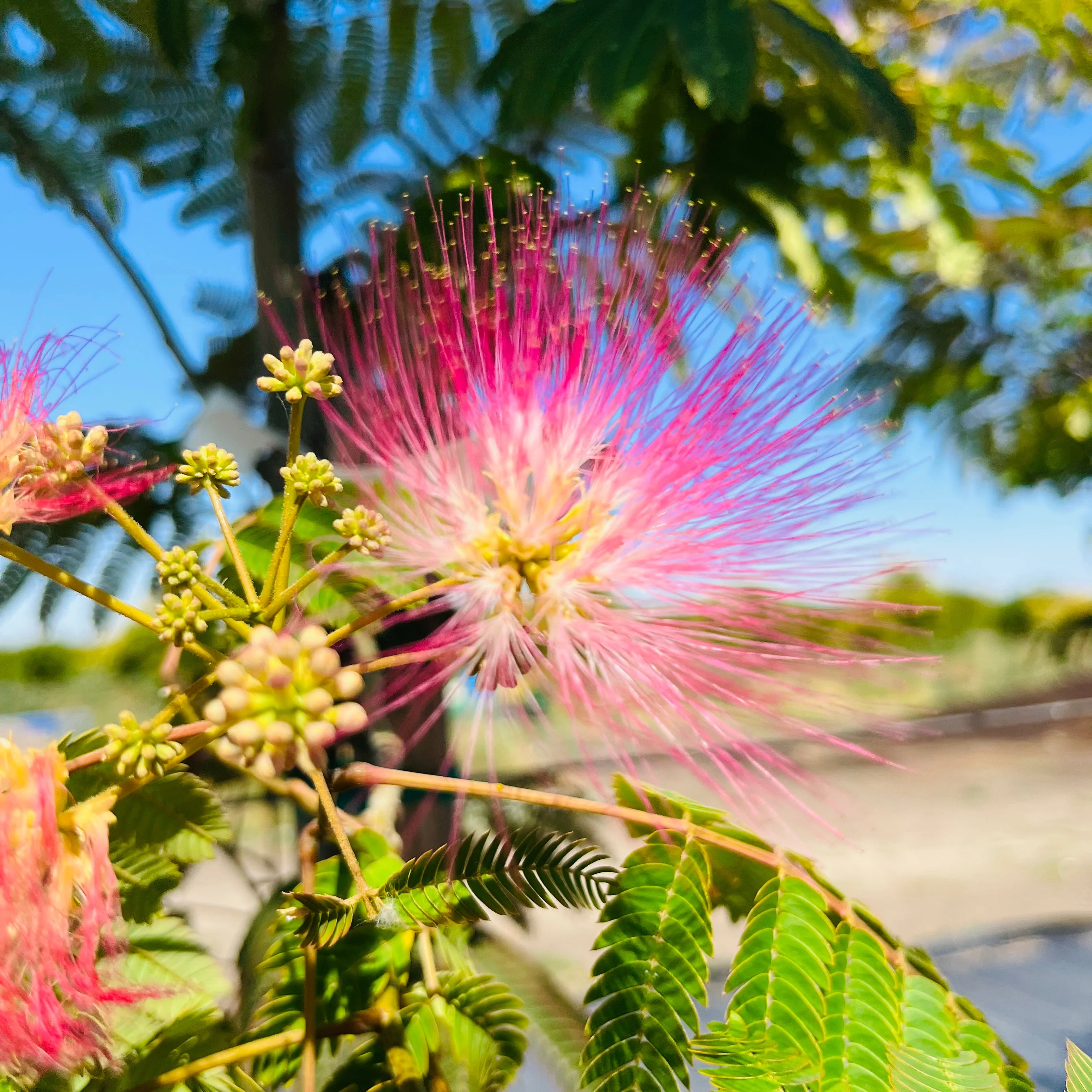 Pink Silk Tree